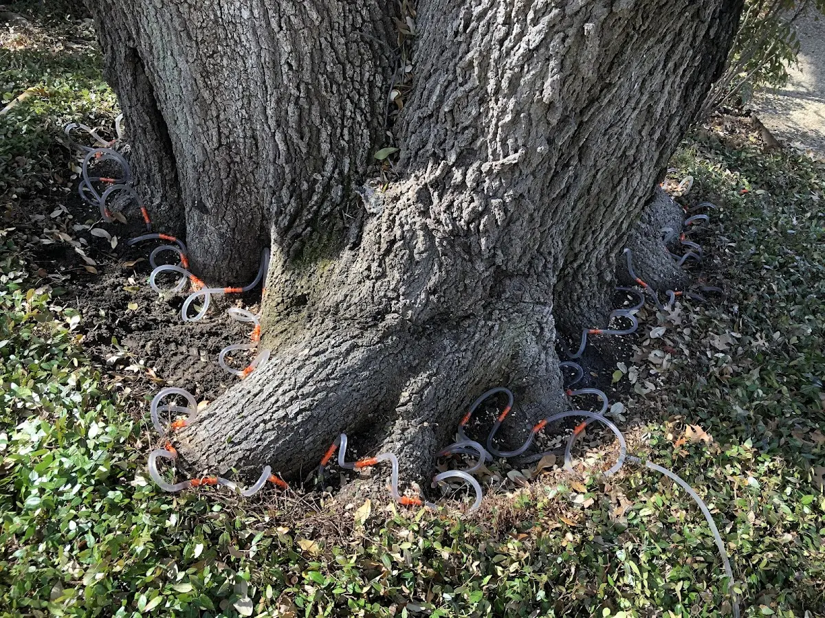 Detailed Tree Cabling and Bracing job site in Riegelwood