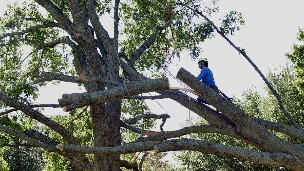 Professional Crown Thinning performed by certified arborists in Riegelwood